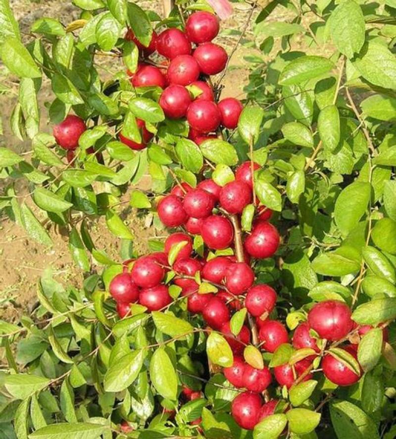 高钙果树苗含多种植物钙维生素多种氨基酸酸甜可口
