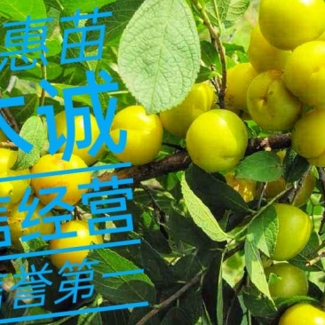 高钙果树苗含多种植物钙维生素多种氨基酸酸甜可口