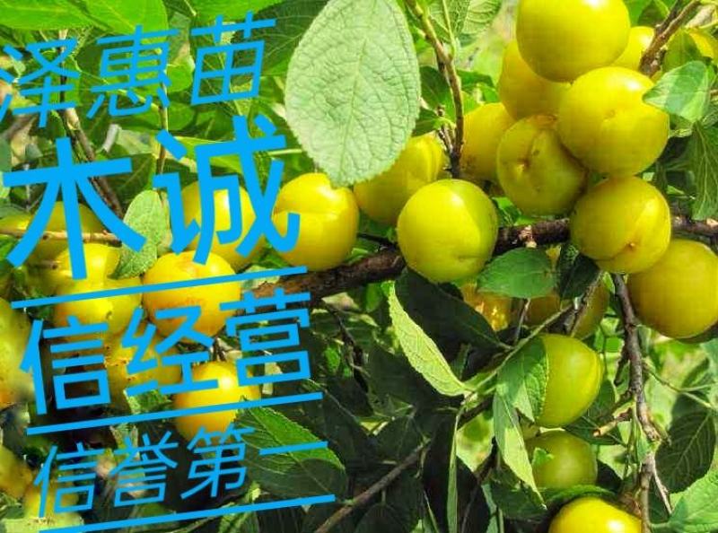 高钙果树苗含多种植物钙维生素多种氨基酸酸甜可口