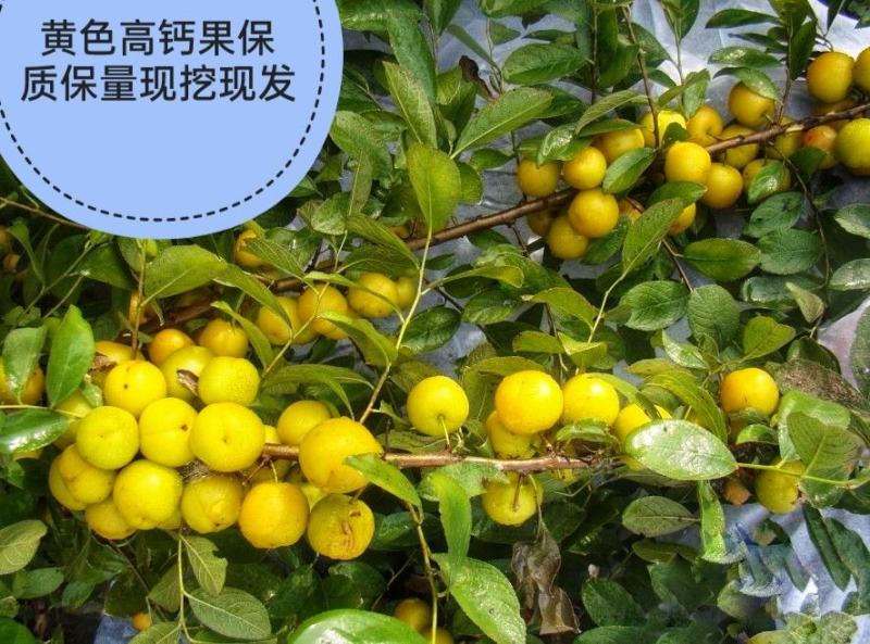 高钙果树苗含多种植物钙维生素多种氨基酸酸甜可口