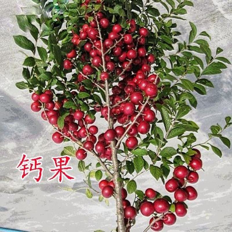 高钙果树苗含多种植物钙维生素多种氨基酸酸甜可口