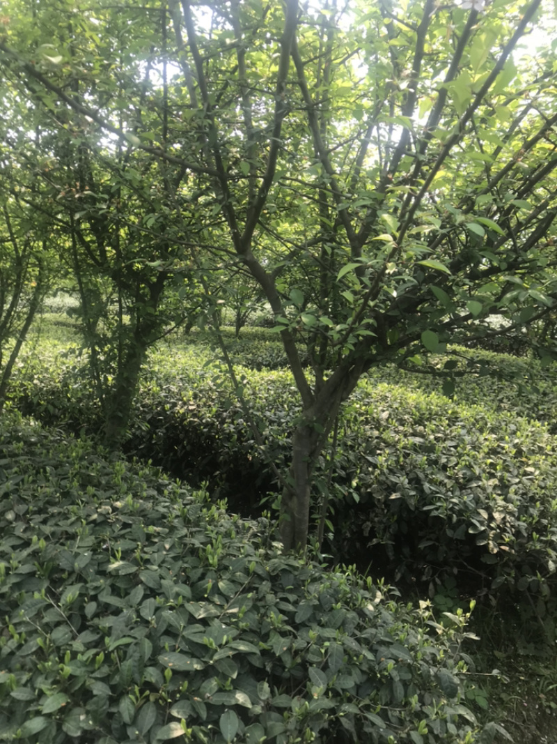 海棠长期供应独杆绞棒丛生（诚信经营以质量求生存