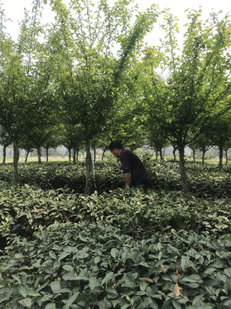 海棠长期供应独杆绞棒丛生（诚信经营以质量求生存