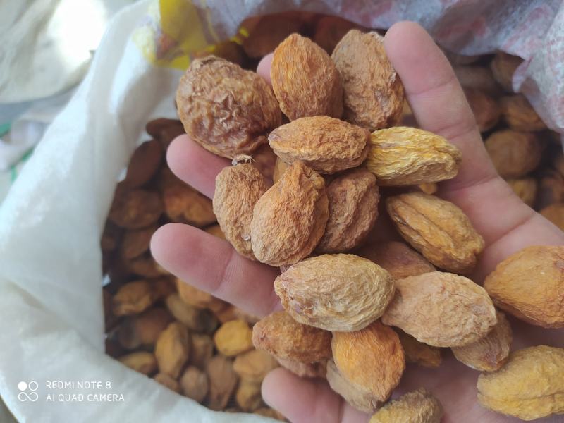 新鲜的新疆巴仁杏干，你们一定会爱上吃的。