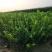 自家苗圃大量出售60公分高卫茅