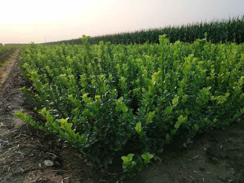 自家苗圃大量出售60公分高卫茅