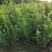 自家苗圃大量出售60公分高卫茅
