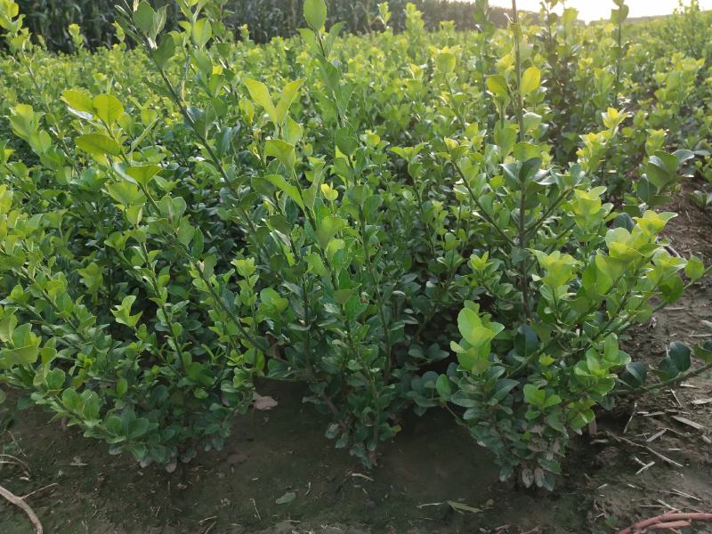 自家苗圃大量出售60公分高卫茅