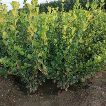 自家苗圃大量出售60公分高卫茅