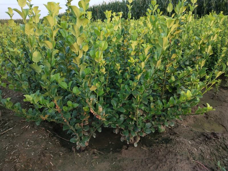 自家苗圃大量出售60公分高卫茅