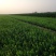 自家苗圃大量出售60公分高卫茅