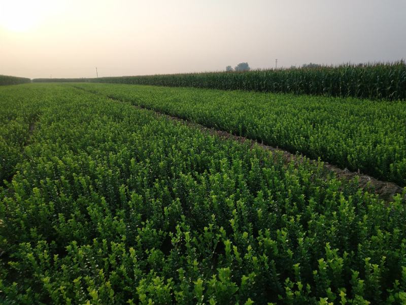 自家苗圃大量出售60公分高卫茅