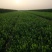自家苗圃大量出售60公分高卫茅