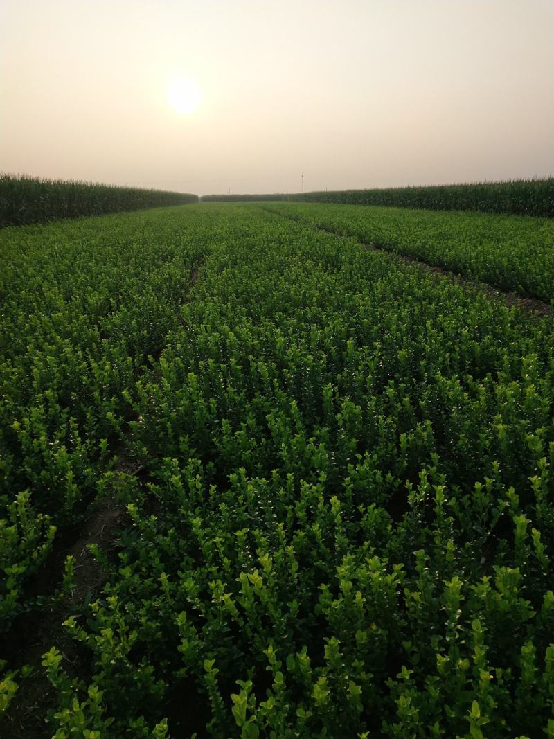 自家苗圃大量出售60公分高卫茅