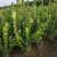 自家苗圃大量出售60公分高卫茅