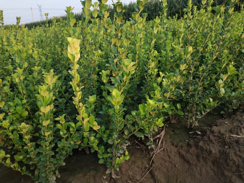 自家苗圃大量出售60公分高卫茅