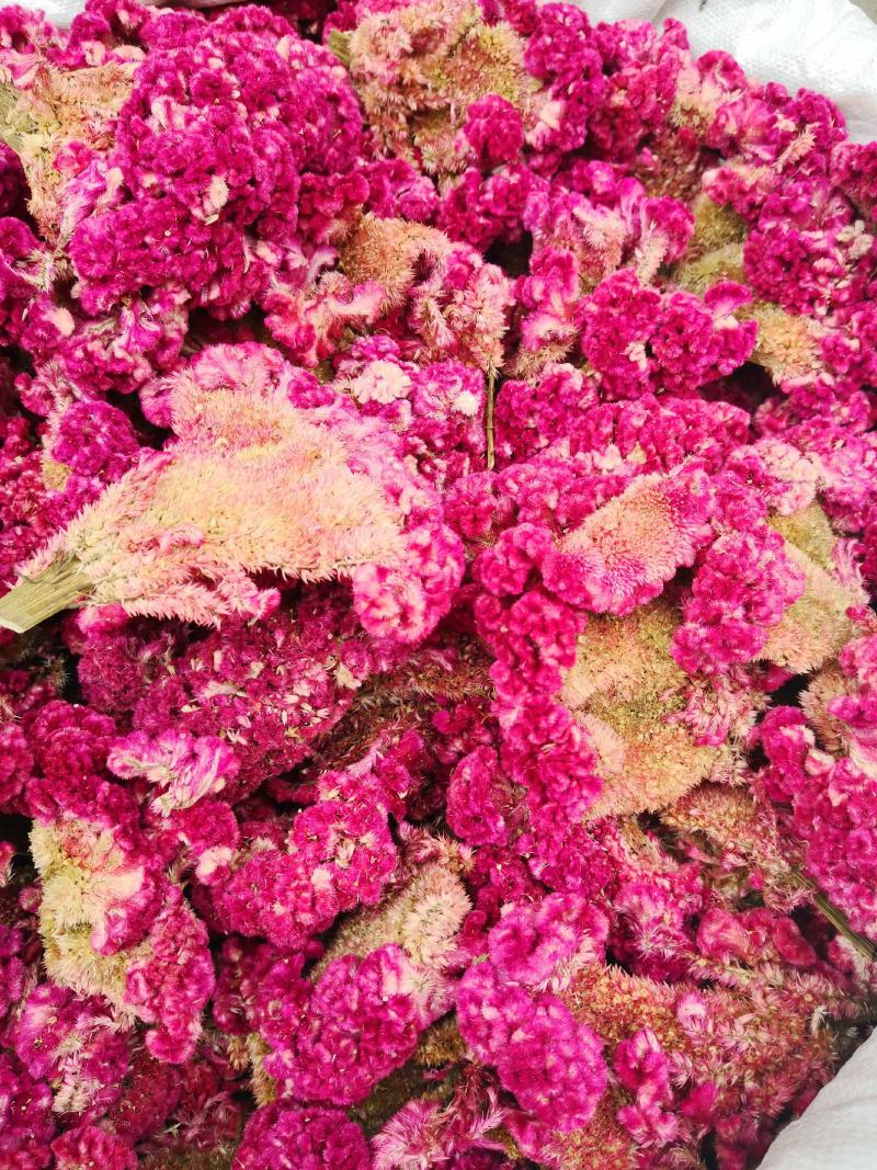 中药材鸡冠花河北干货产地直销散装量大从优