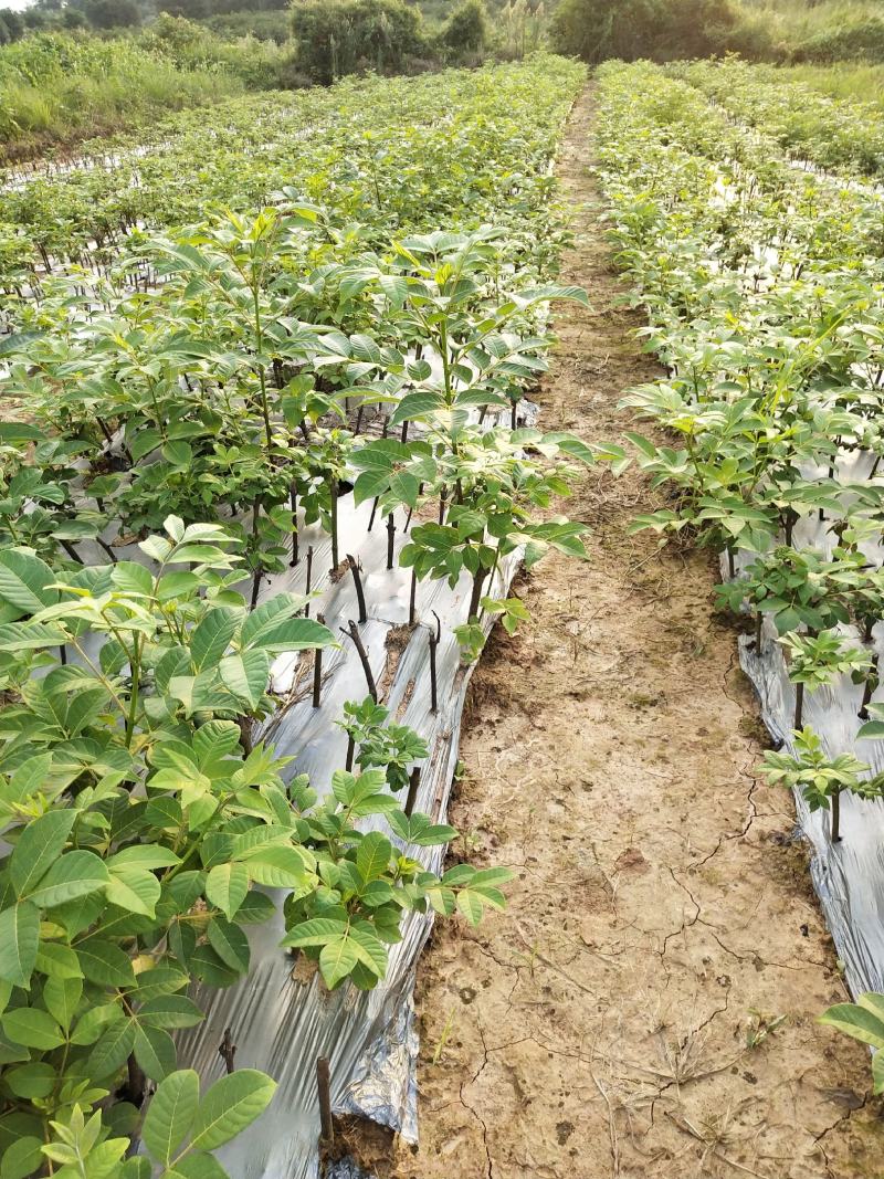 正宗江西中花高产吴茱萸苗，臭辣子苗，茶辣苗