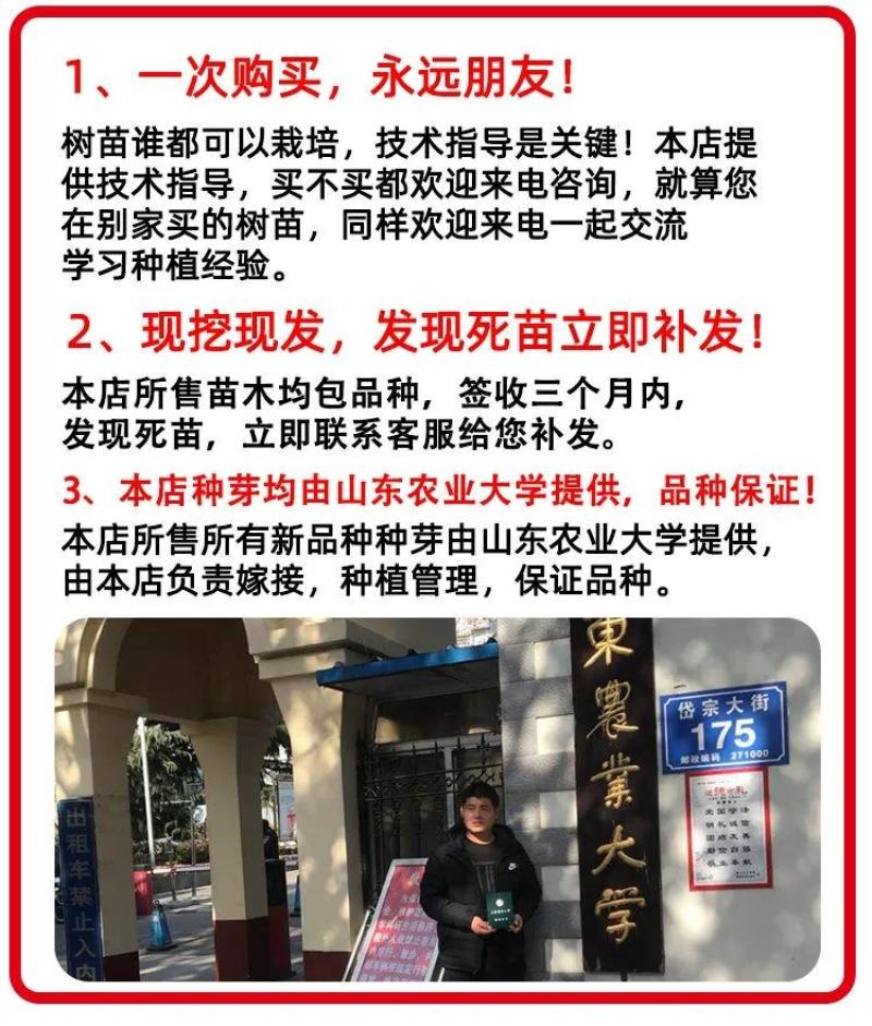 【新品】无核黑冠蜜桃苗农科院引种98%纯度卖疯了