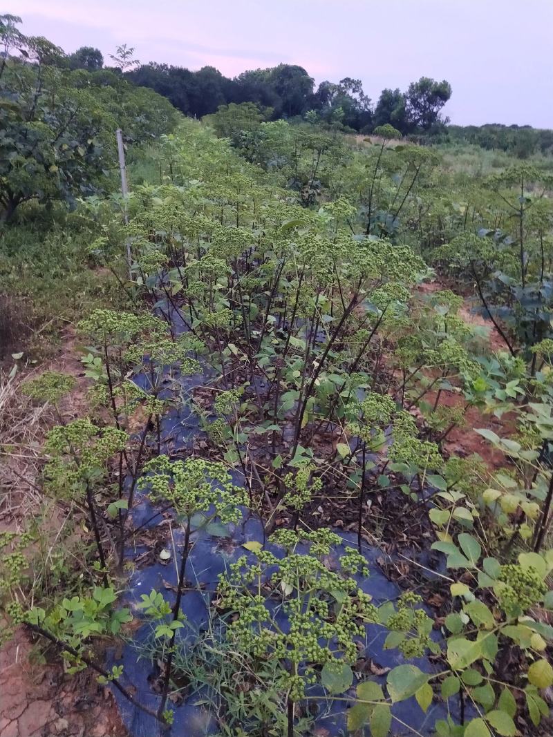 吴茱萸苗，江西中花，自产自销，品种纯正，果盘大