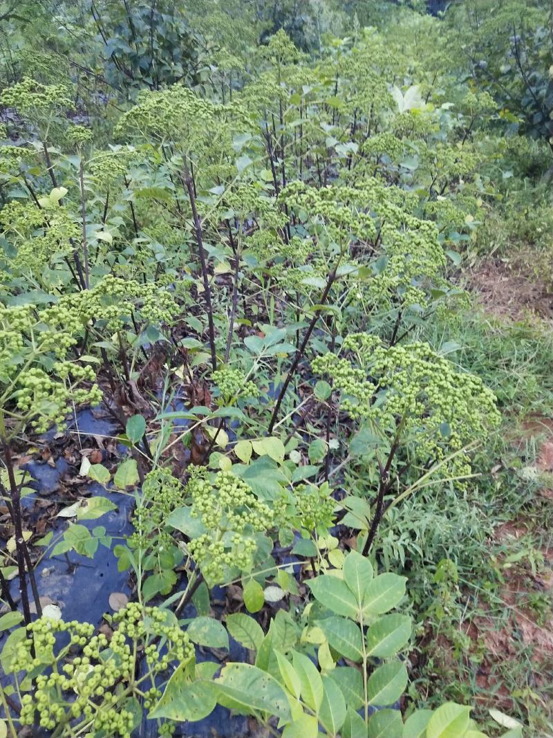 吴茱萸苗，江西樟树市高产中花吴茱萸苗，茶辣子苗