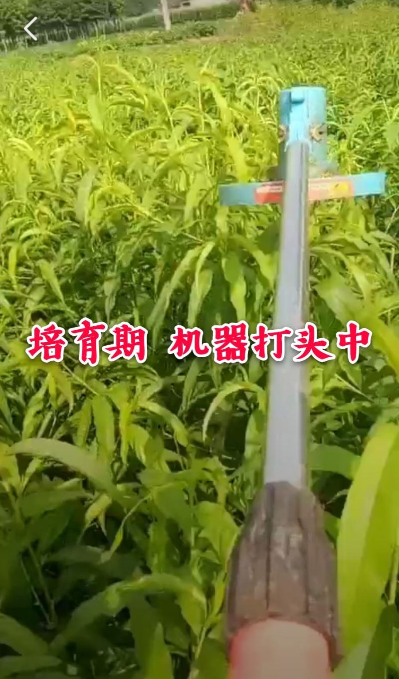 【新品】无核黑冠蜜桃苗农科院引种98%纯度卖疯了