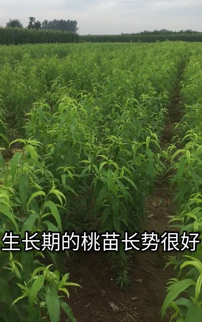 【新品】无核黑冠蜜桃苗农科院引种98%纯度卖疯了