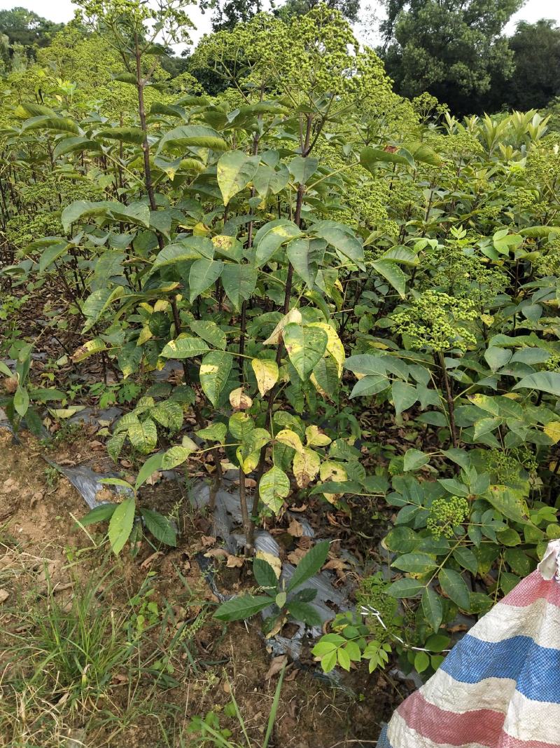 吴茱萸苗，正宗江西中花吴茱萸，茶辣苗，两三年苗，自产自销