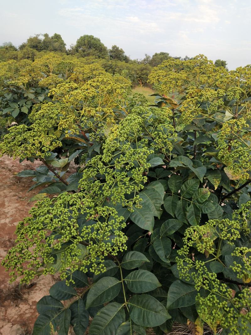 吴茱萸苗，正宗江西中花吴茱萸，茶辣苗，两三年苗，自产自销