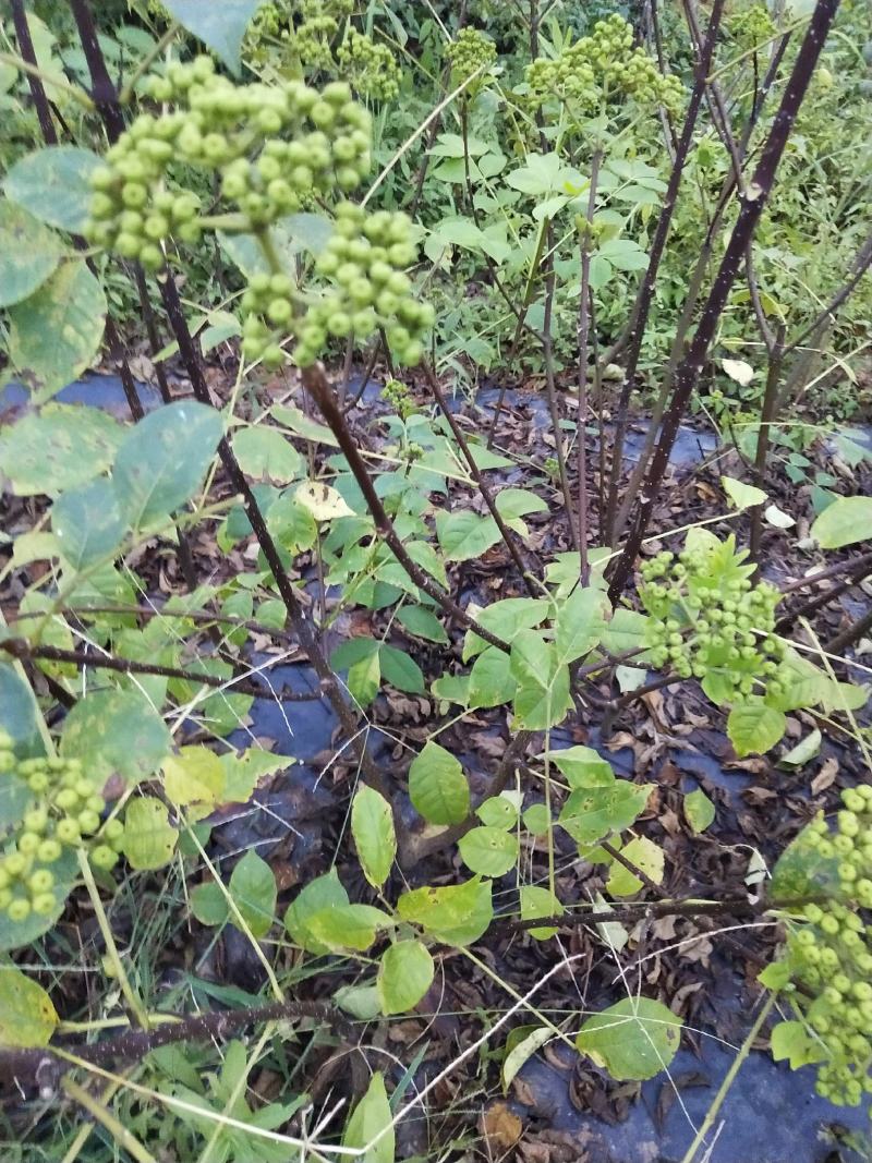 吴茱萸苗，正宗江西中花吴茱萸，茶辣苗，两三年苗，自产自销