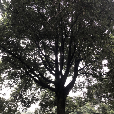 香樟黄葛树枫杨（30-80公分诚信经营以质量）