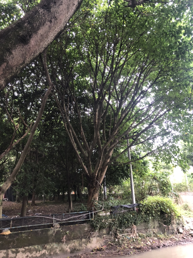 香樟黄葛树枫杨（30-80公分诚信经营以质量）