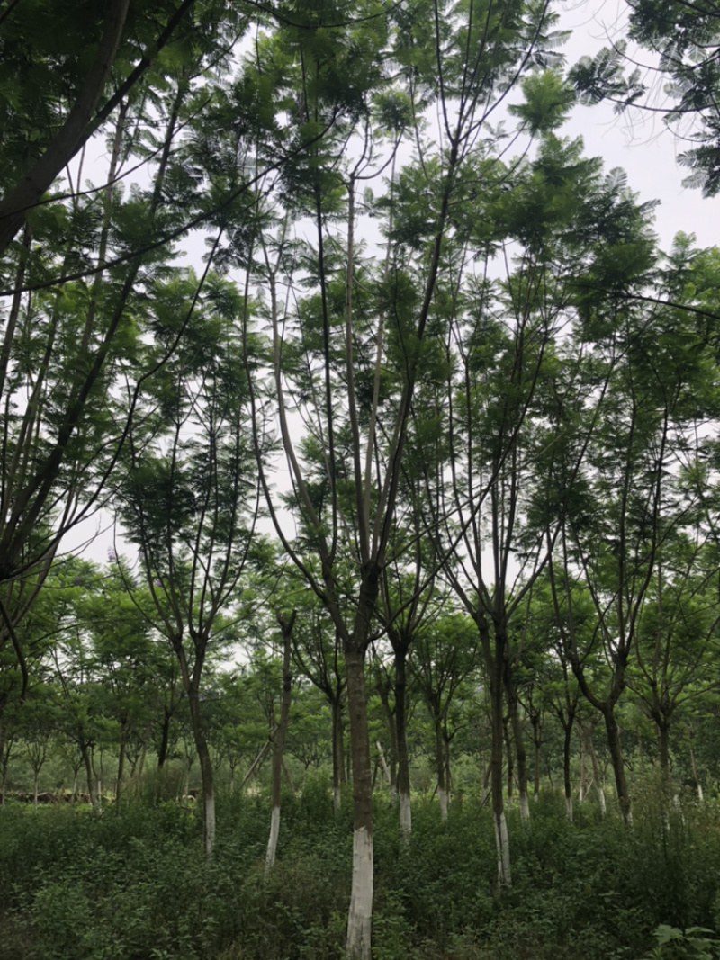 蓝花楹15公分（4-7层货）
