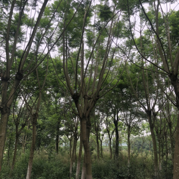 蓝花楹15公分（4-7层货）