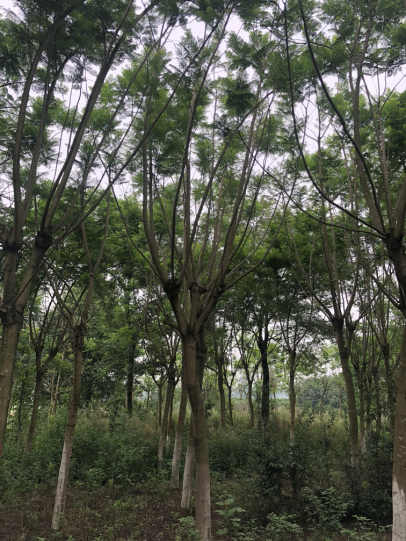 蓝花楹15公分（4-7层货）