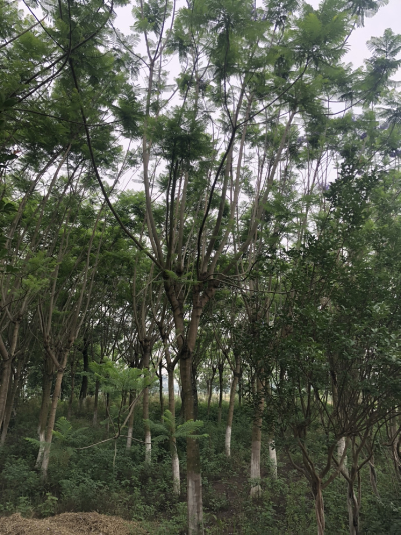 蓝花楹15公分（4-7层货）