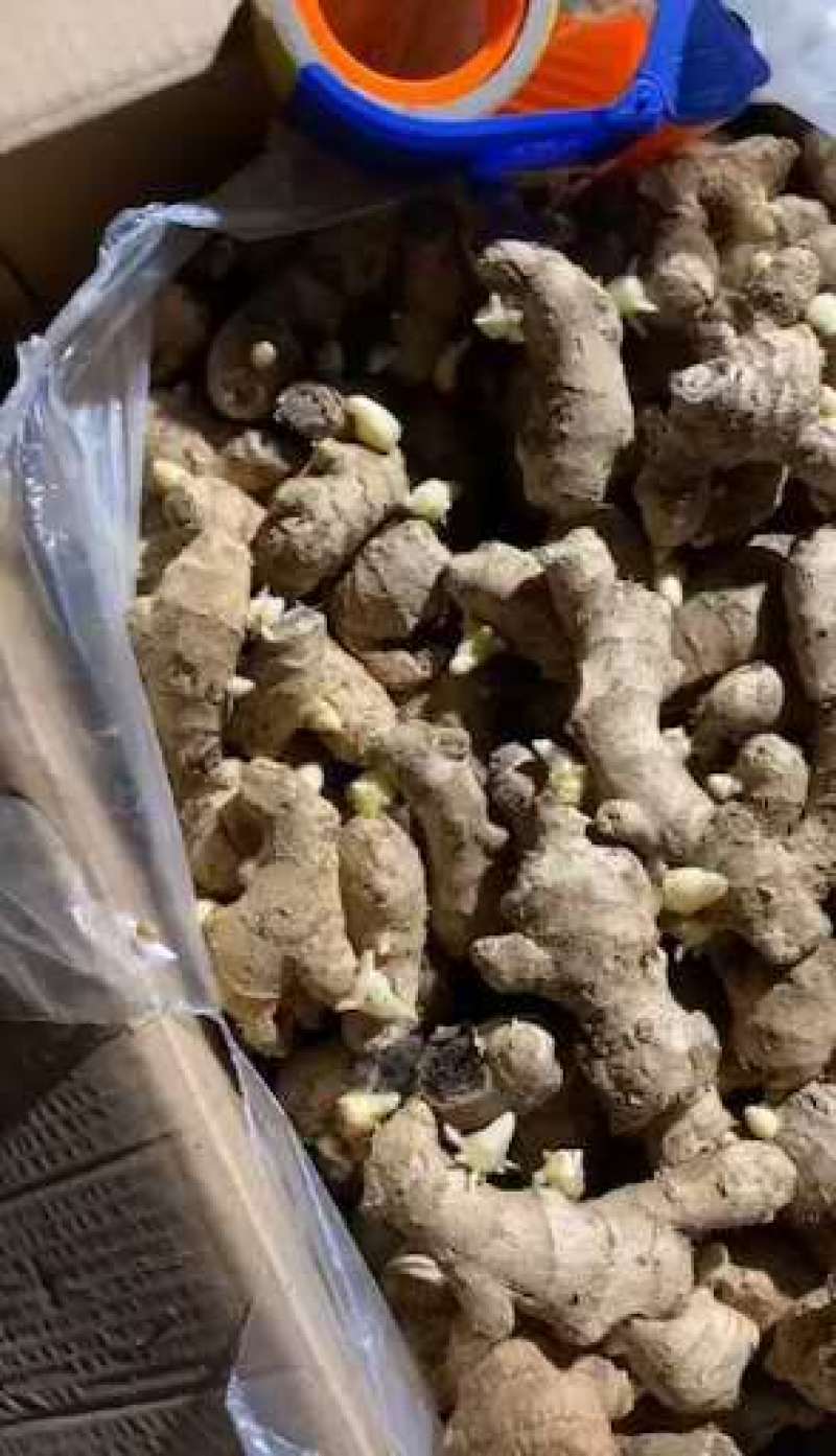 姜母山东优质姜母常年有货质量好货源充足