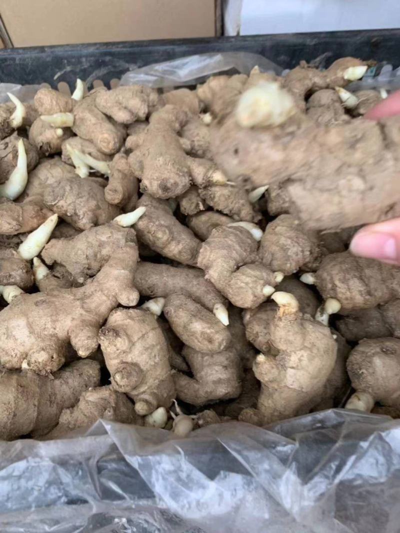 姜母山东优质姜母常年有货质量好货源充足