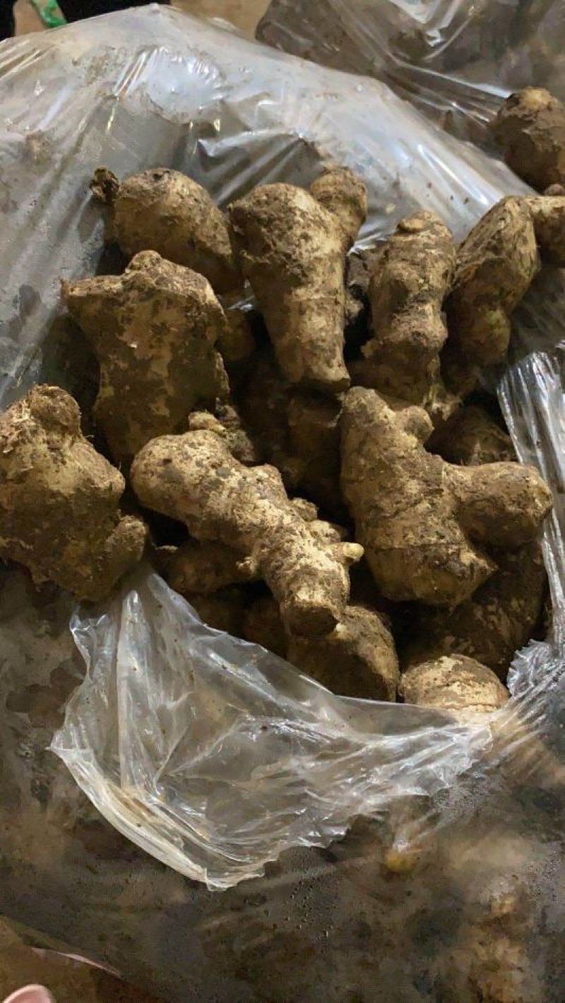 姜母山东优质姜母常年有货质量好货源充足