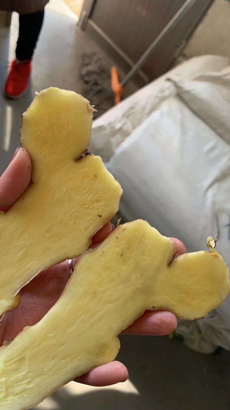 姜母山东优质姜母常年有货质量好货源充足