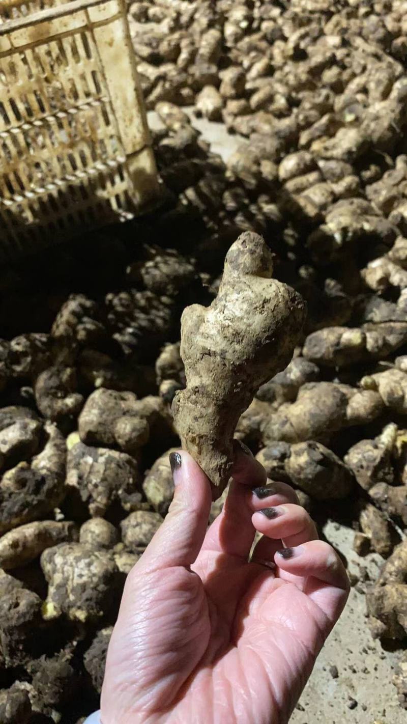 姜母山东优质姜母常年有货质量好货源充足