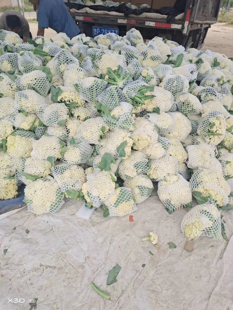 【精品】河南菜花大量上市，产地直发价优欢迎致电合作