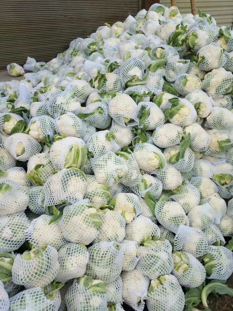【精品】河南菜花大量上市，产地直发价优欢迎致电合作