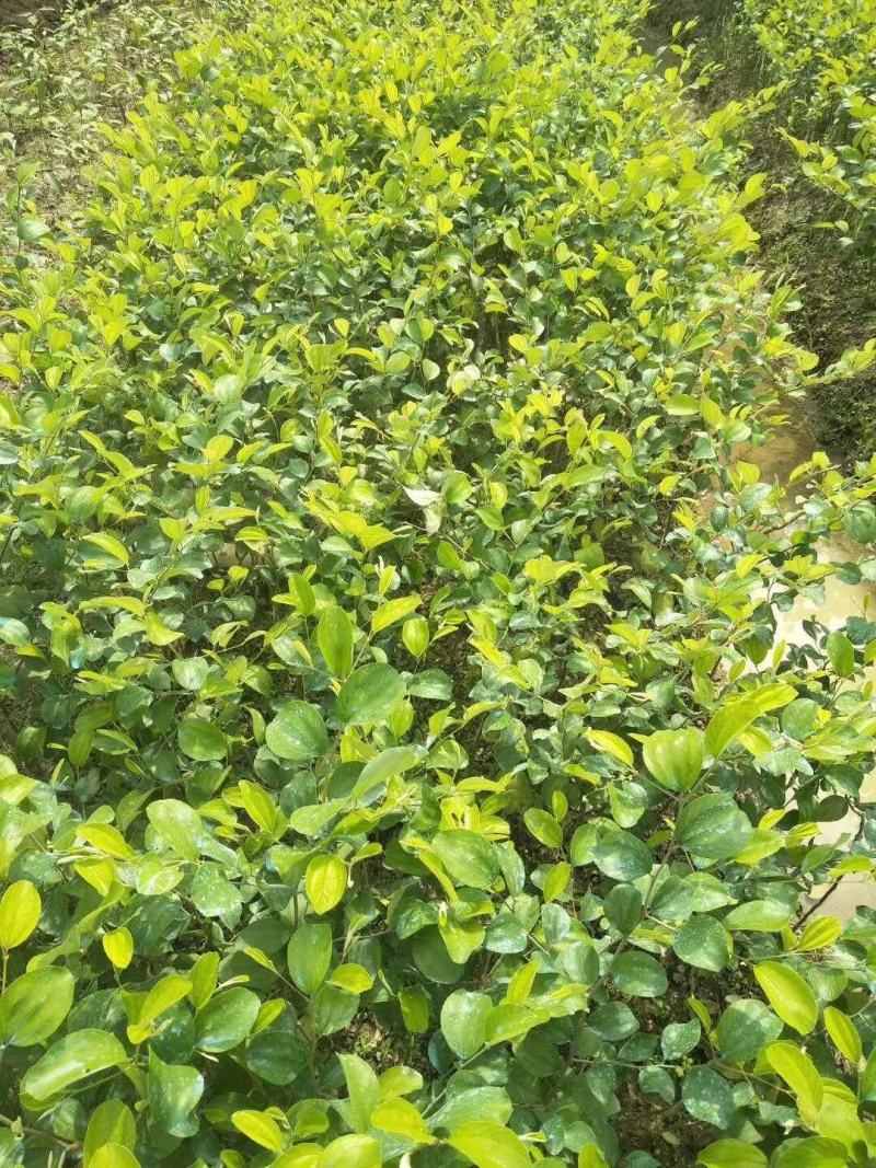 台湾珍珠嫁接芭乐番石榴苗