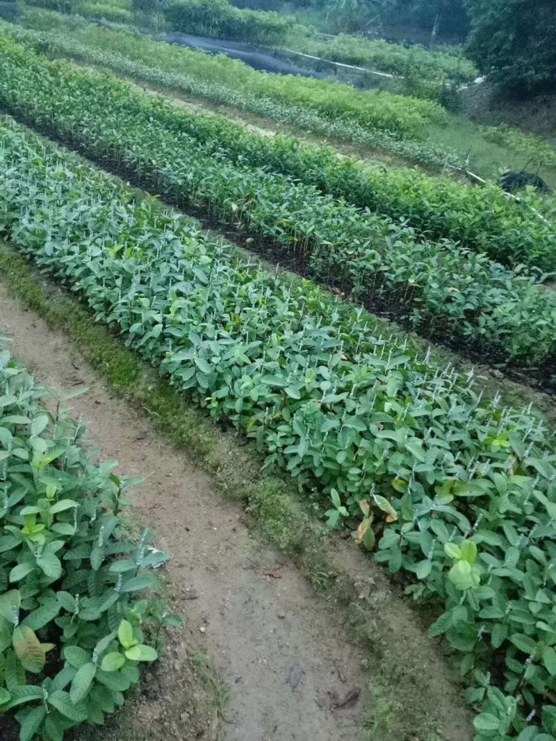 台湾珍珠嫁接芭乐番石榴苗