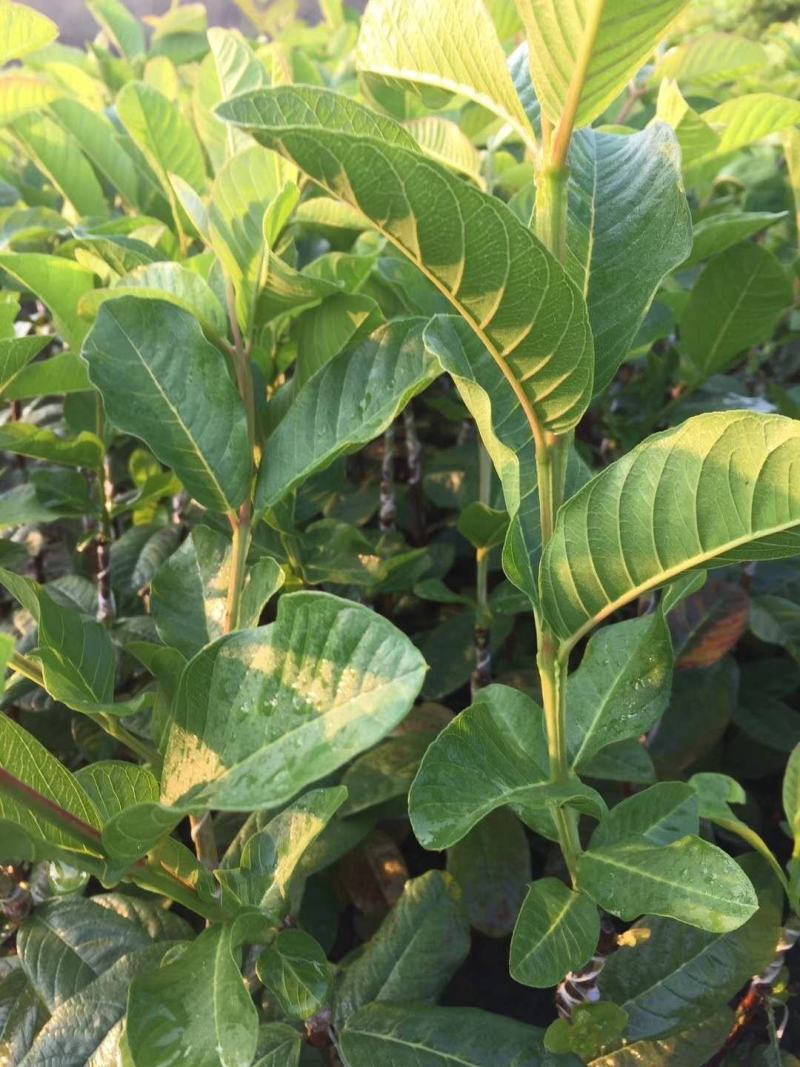 台湾珍珠嫁接芭乐番石榴苗