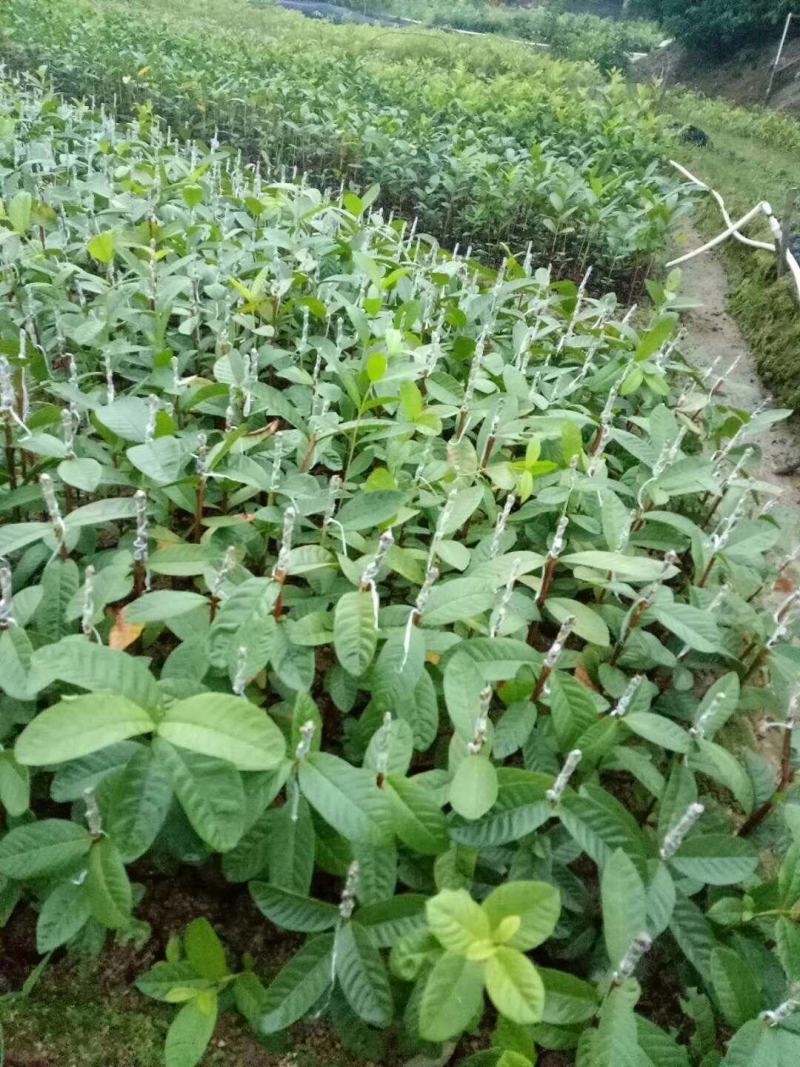 台湾珍珠嫁接芭乐番石榴苗