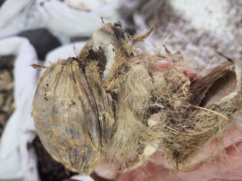 大腹皮海南干货2斤起包邮量大从优