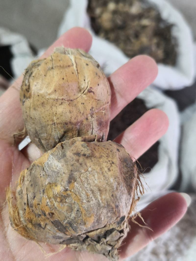 大腹皮海南干货2斤起包邮量大从优