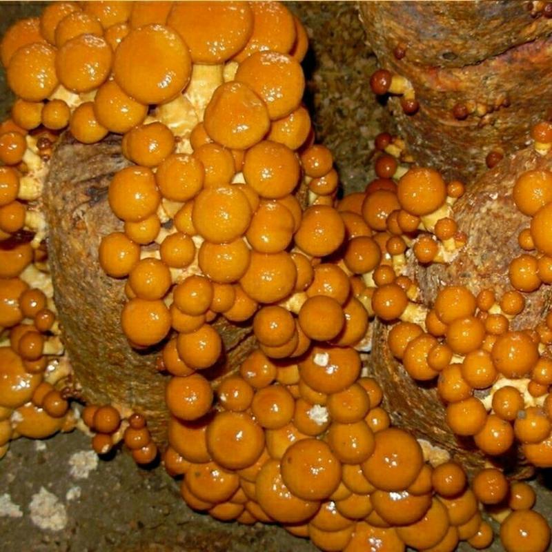东北特产蘑菇滑子菇750克袋装